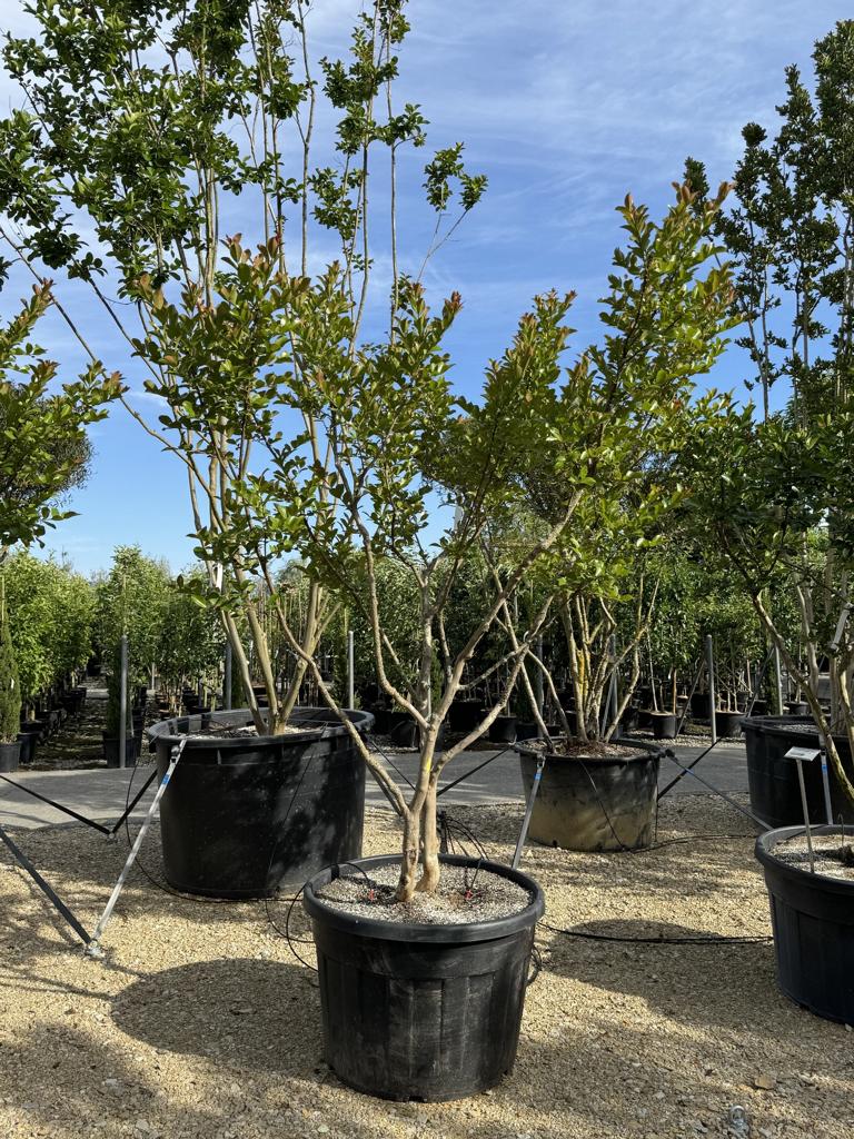 Lagerstroemia indica 'Neige d'Été'