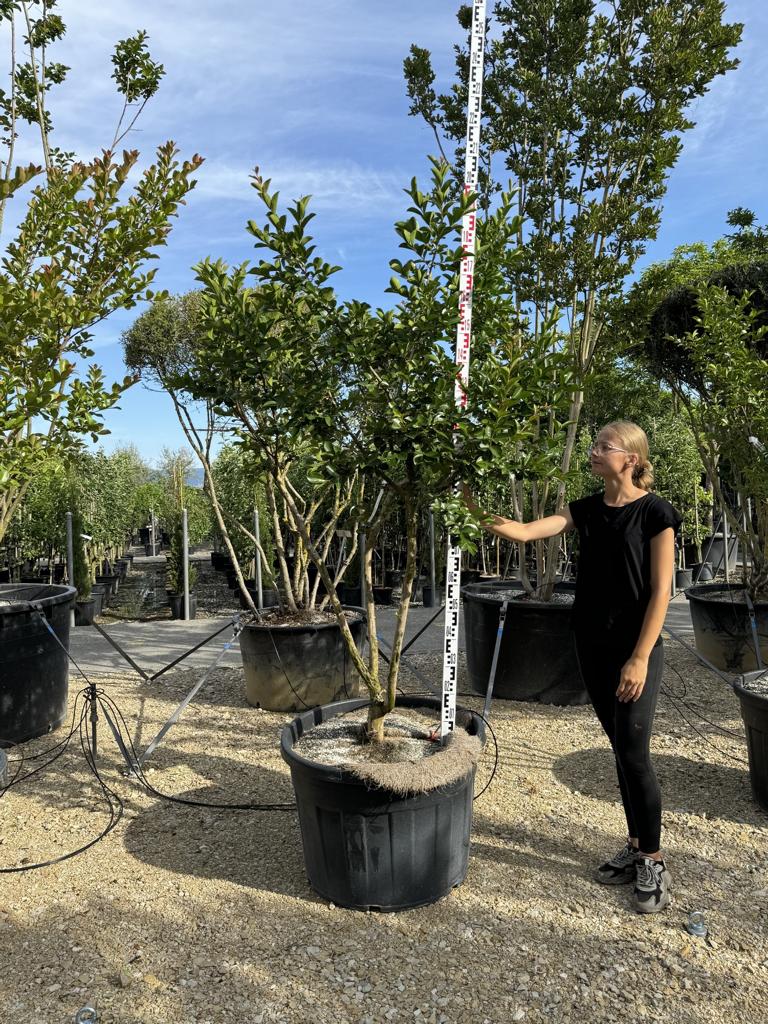 Lagerstroemia indica 'Jacqueline Desmartis'