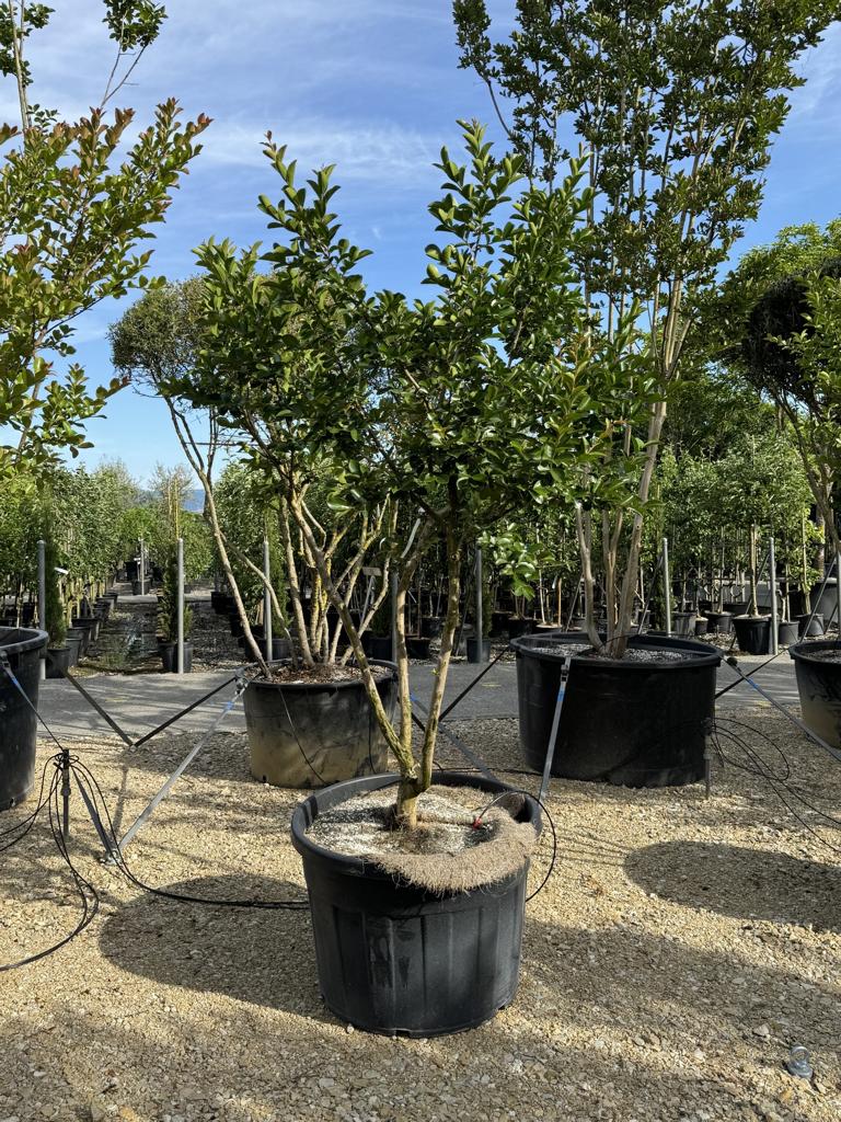 Lagerstroemia indica 'Jacqueline Desmartis'