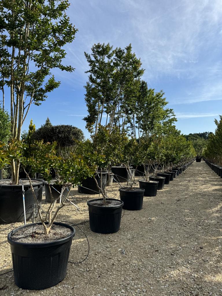 Lagerstroemia indica 'Jacqueline Desmartis'