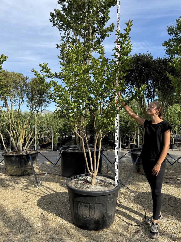 Lagerstroemia indica 'Jacqueline Desmartis'