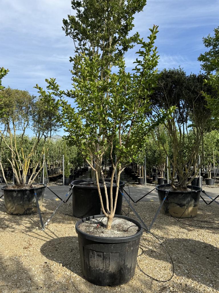 Lagerstroemia indica 'Jacqueline Desmartis'