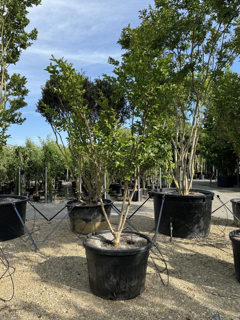 Lagerstroemia indica 'Jacqueline Desmartis'