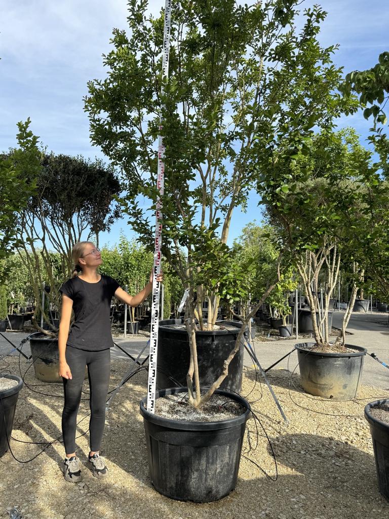 Lagerstroemia indica 'Jacqueline Desmartis'
