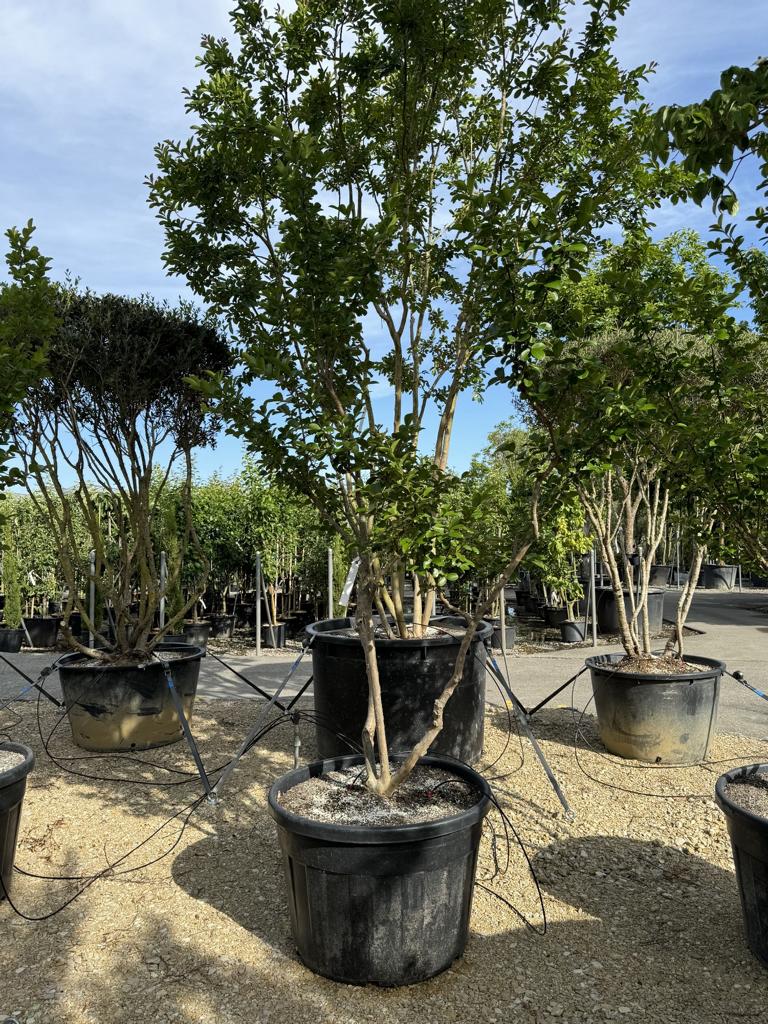 Lagerstroemia indica 'Jacqueline Desmartis'