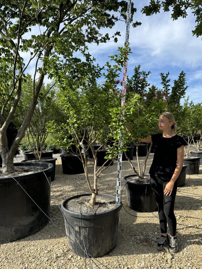 Lagerstroemia indica 'Jacqueline Desmartis'