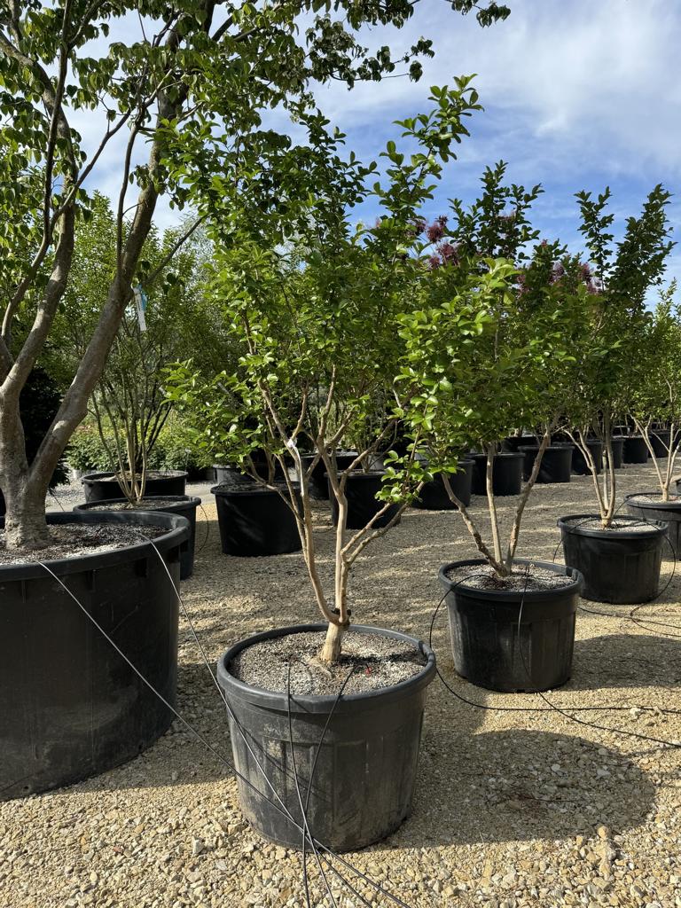Lagerstroemia indica 'Jacqueline Desmartis'
