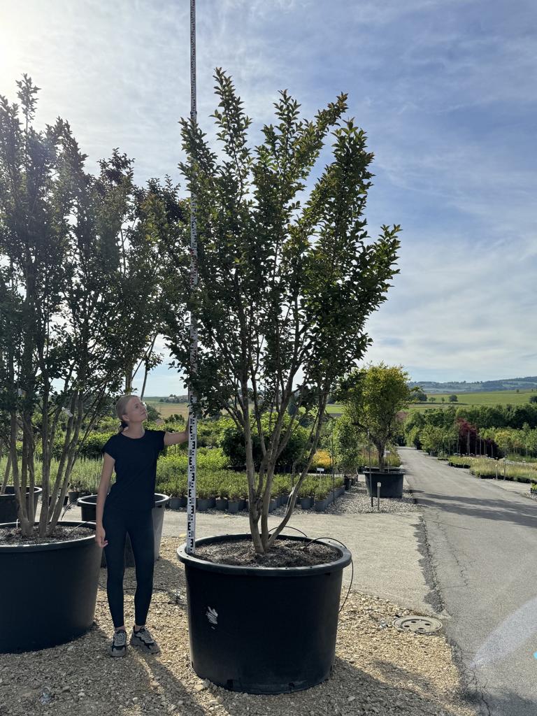 Lagerstroemia indica 'Grande Cru' dunkelrosa / rose foncé
