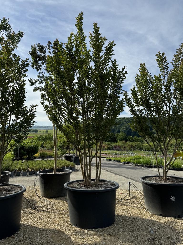 Lagerstroemia indica 'Grande Cru' dunkelrosa / rose foncé