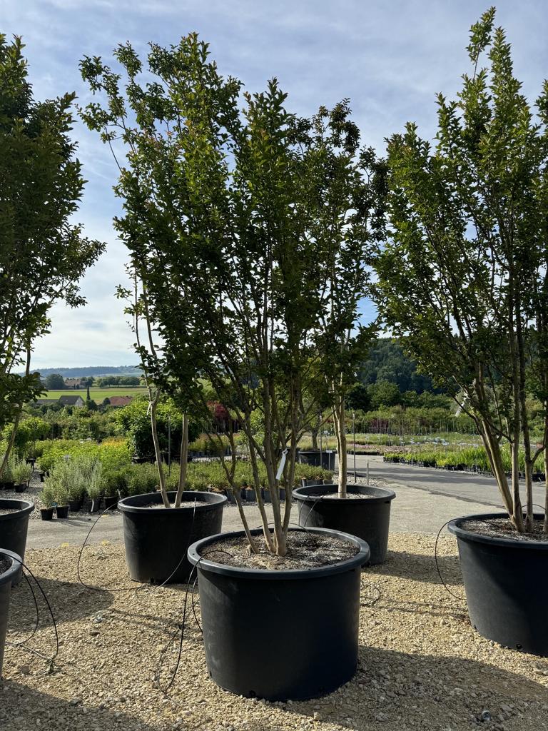Lagerstroemia indica 'Grande Cru' dunkelrosa / rose foncé