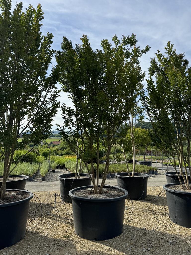 Lagerstroemia indica 'Grande Cru' dunkelrosa / rose foncé