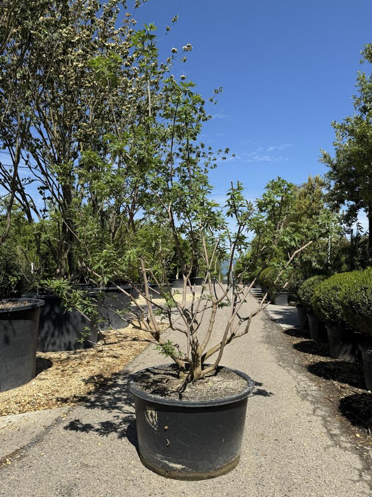 Vitex agnus-castus