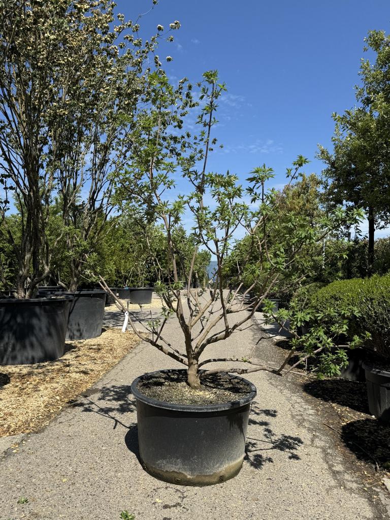 Vitex agnus-castus