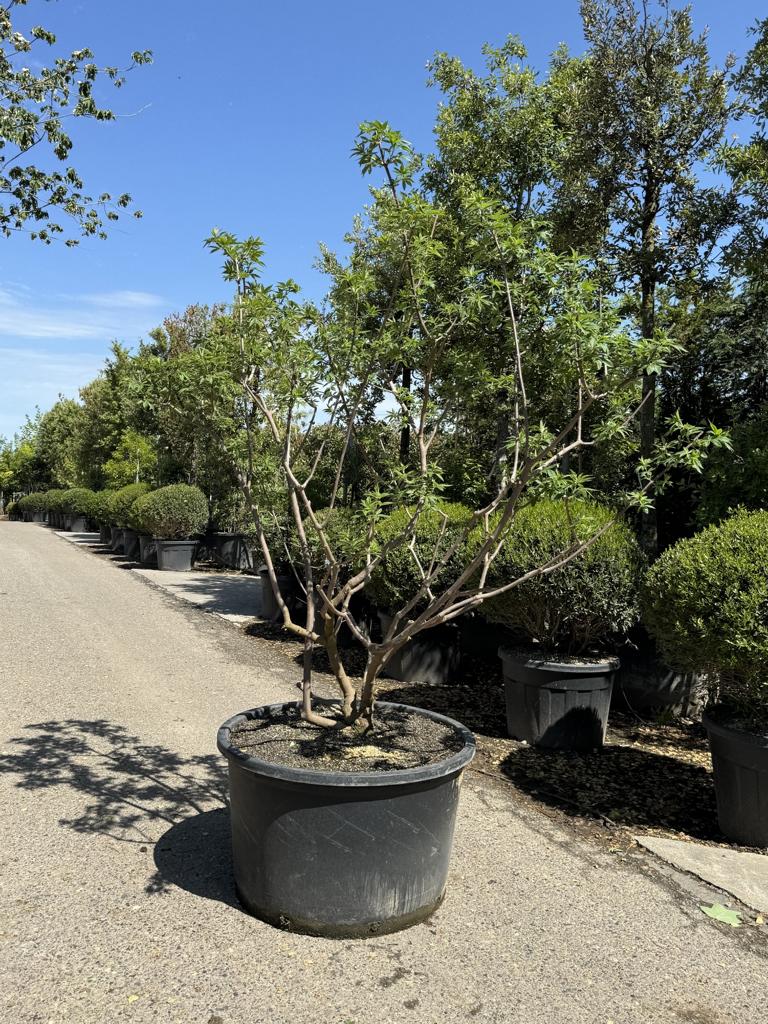 Vitex agnus-castus