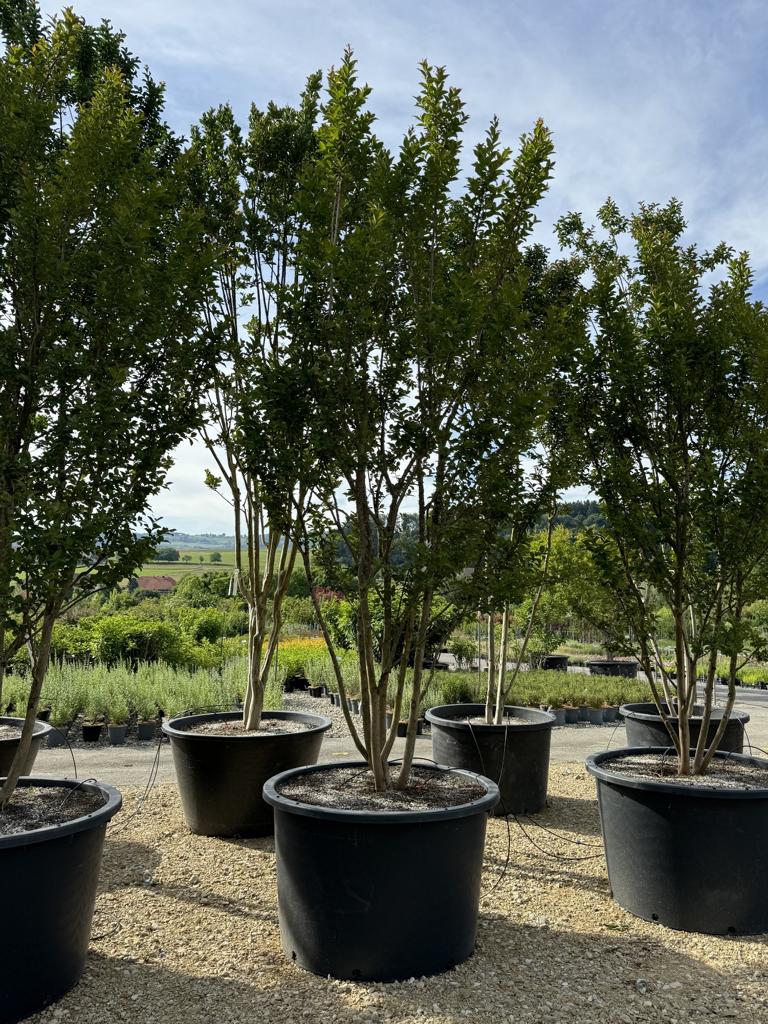 Lagerstroemia indica 'Grande Cru' dunkelrosa / rose foncé
