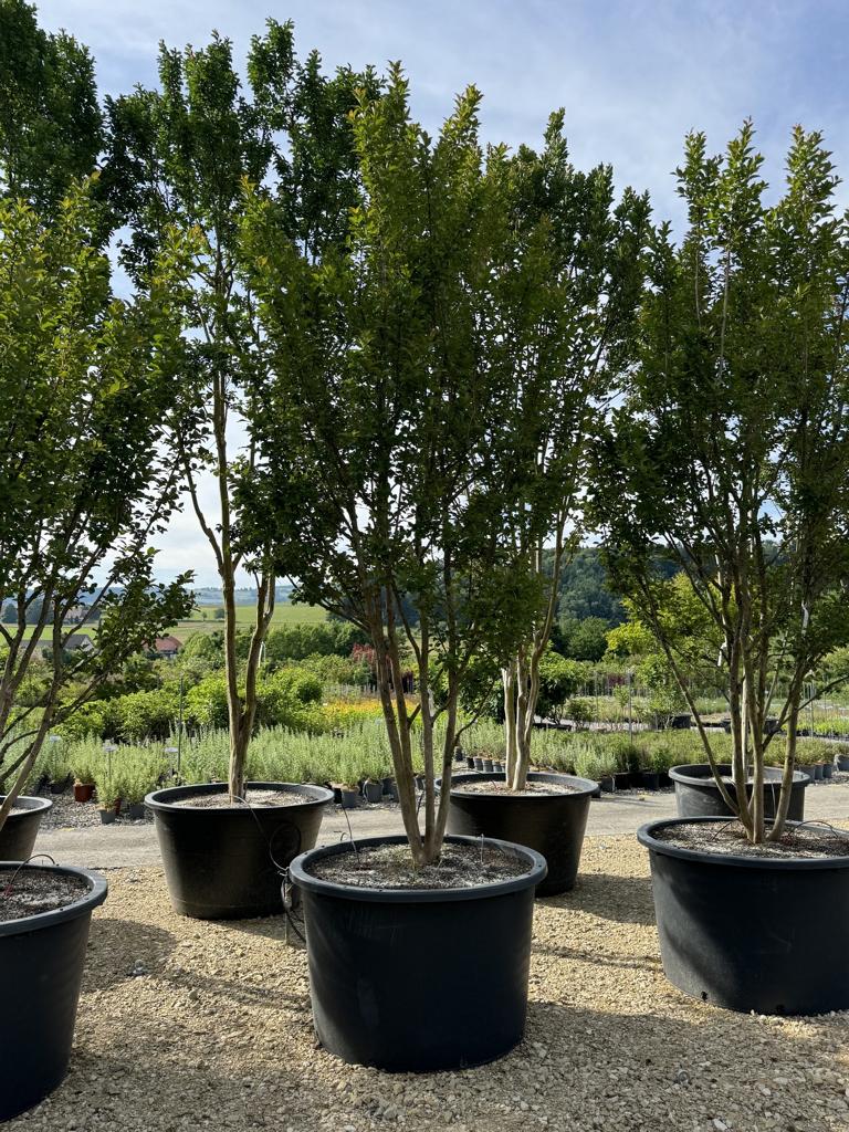 Lagerstroemia indica 'Grande Cru' dunkelrosa / rose foncé