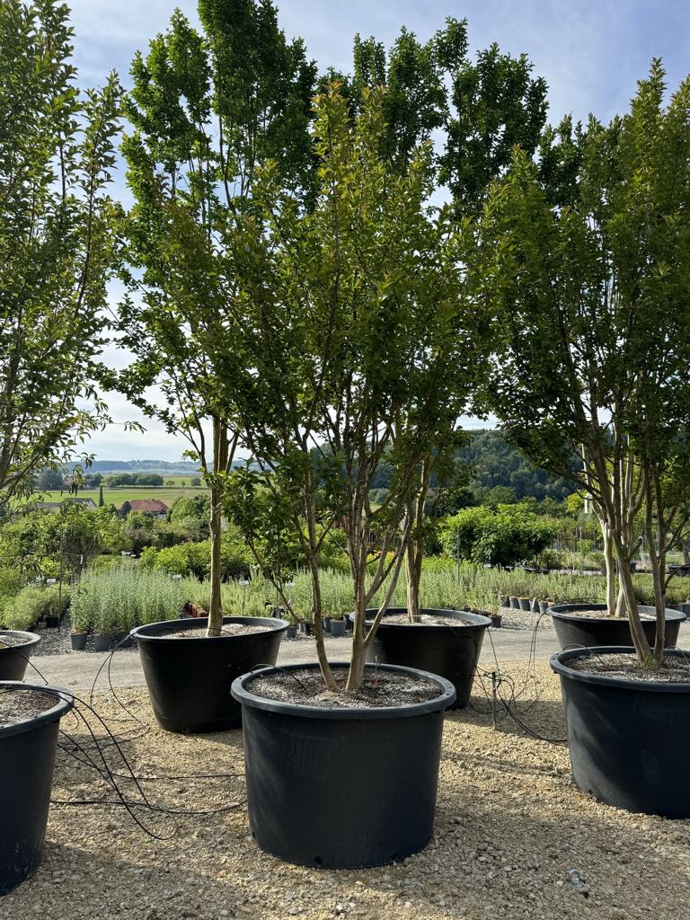 Lagerstroemia indica 'Grande Cru' dunkelrosa / rose foncé