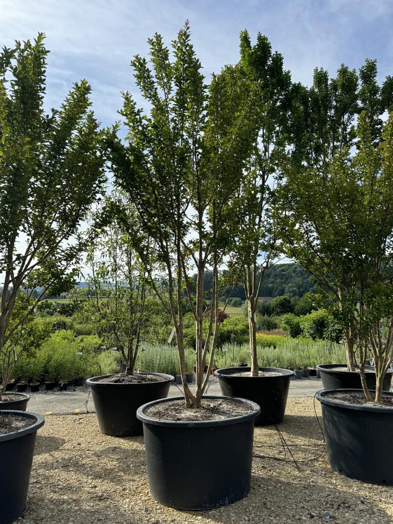 Lagerstroemia indica 'Grande Cru' dunkelrosa / rose foncé