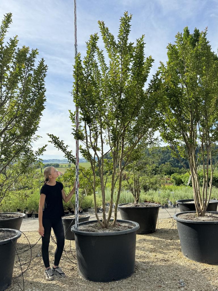 Lagerstroemia indica 'Grande Cru' dunkelrosa / rose foncé