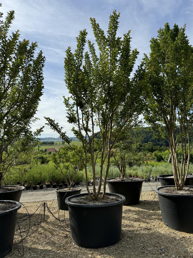 Lagerstroemia indica 'Grande Cru' dunkelrosa / rose foncé