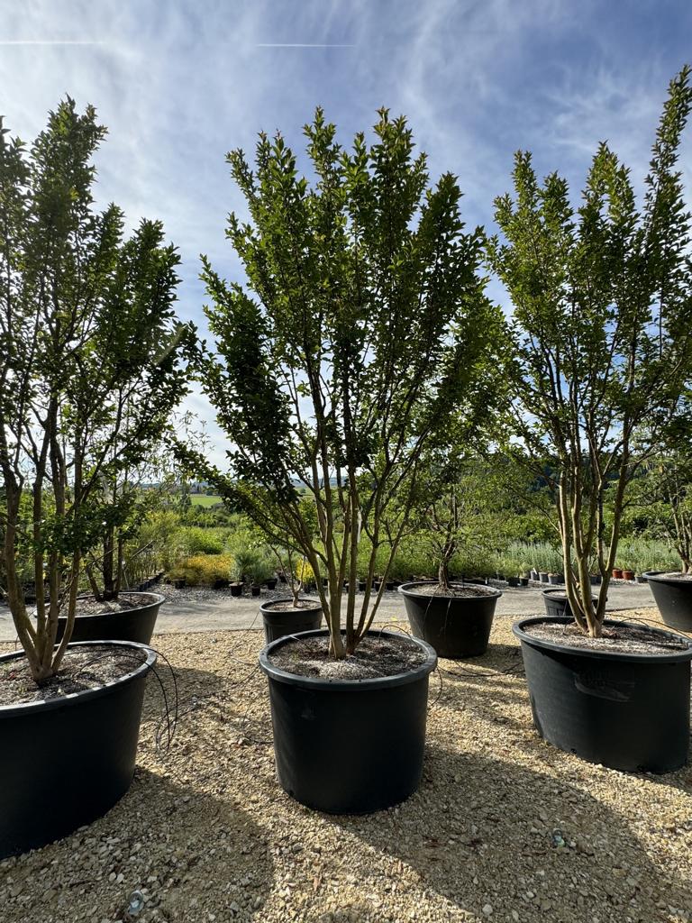 Lagerstroemia indica 'Grande Cru' dunkelrosa / rose foncé