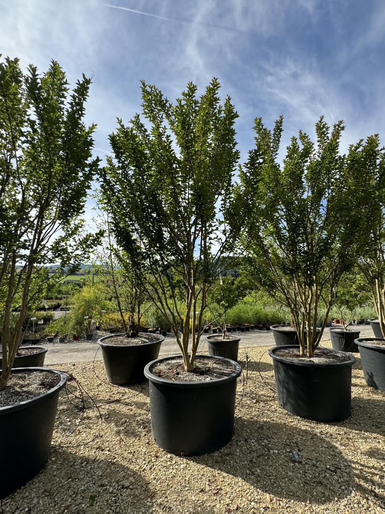 Lagerstroemia indica 'Grande Cru' dunkelrosa / rose foncé