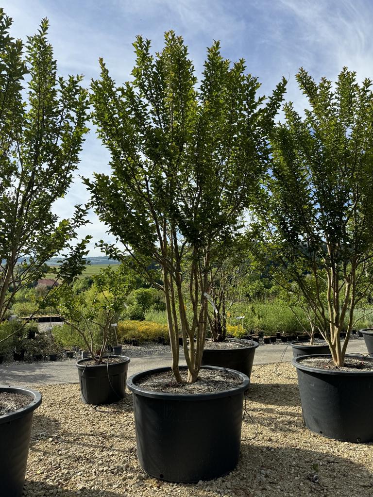 Lagerstroemia indica 'Grande Cru' dunkelrosa / rose foncé