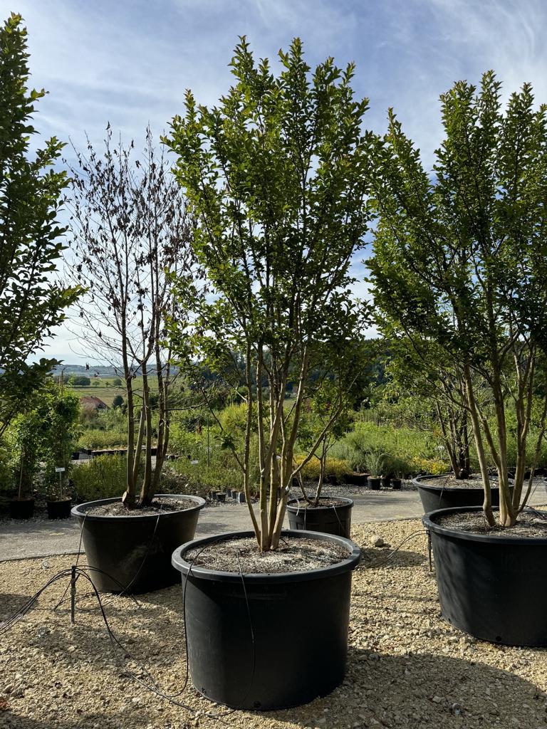 Lagerstroemia indica 'Grande Cru' dunkelrosa / rose foncé