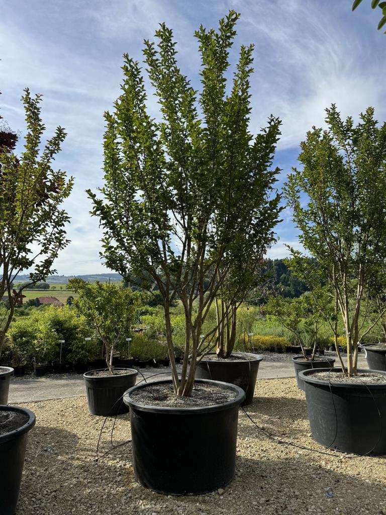 Lagerstroemia indica 'Grande Cru' dunkelrosa / rose foncé