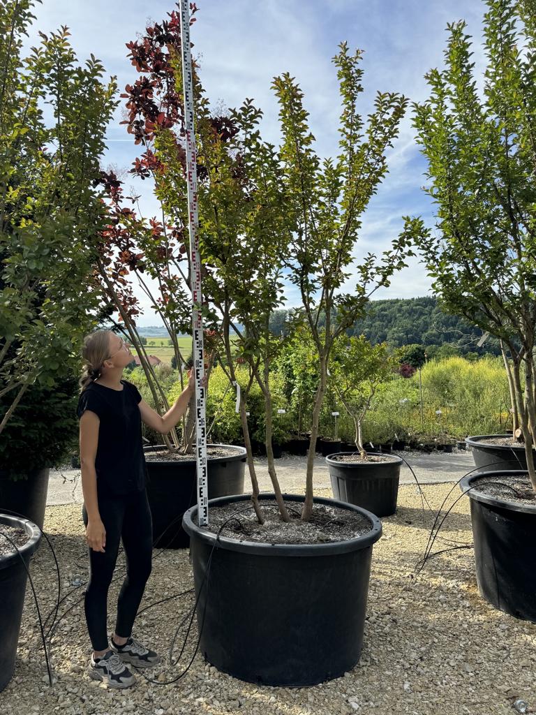 Lagerstroemia 'Dynamite'
