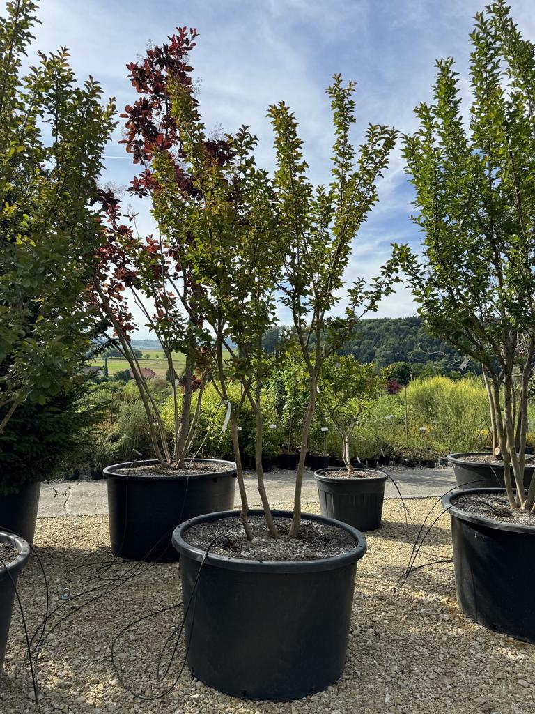Lagerstroemia 'Dynamite'