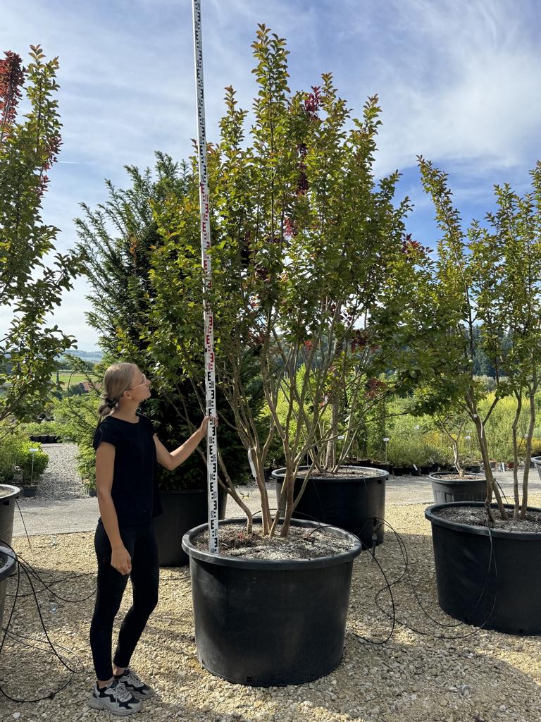 Lagerstroemia 'Dynamite'