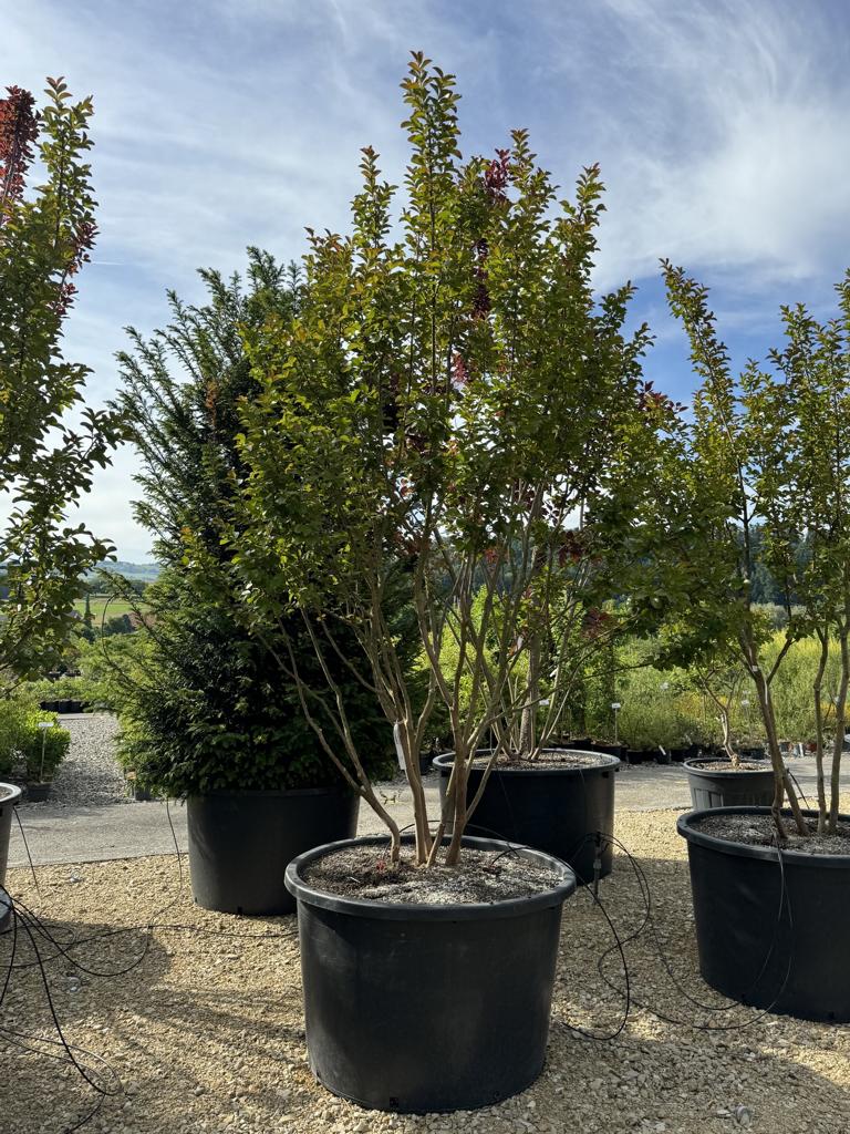 Lagerstroemia 'Dynamite'