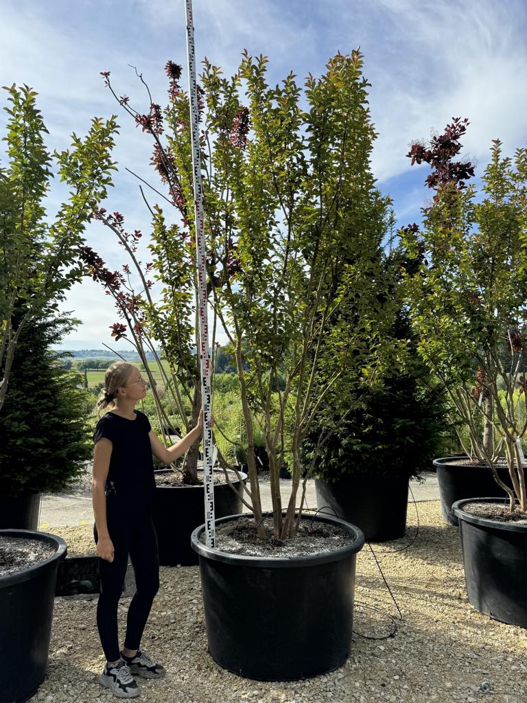 Lagerstroemia 'Dynamite'