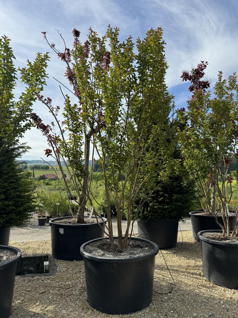 Lagerstroemia 'Dynamite'