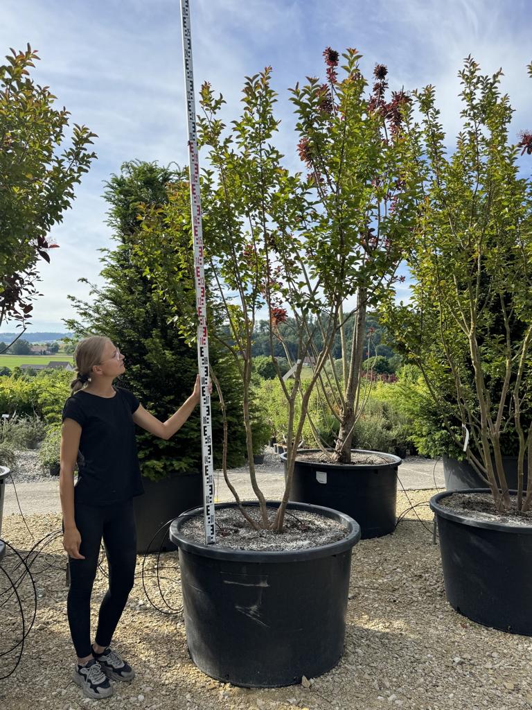Lagerstroemia 'Dynamite'