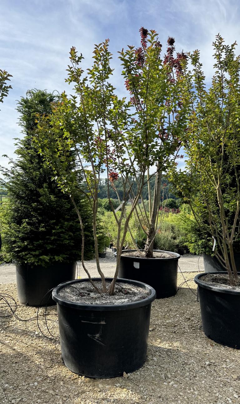 Lagerstroemia 'Dynamite'