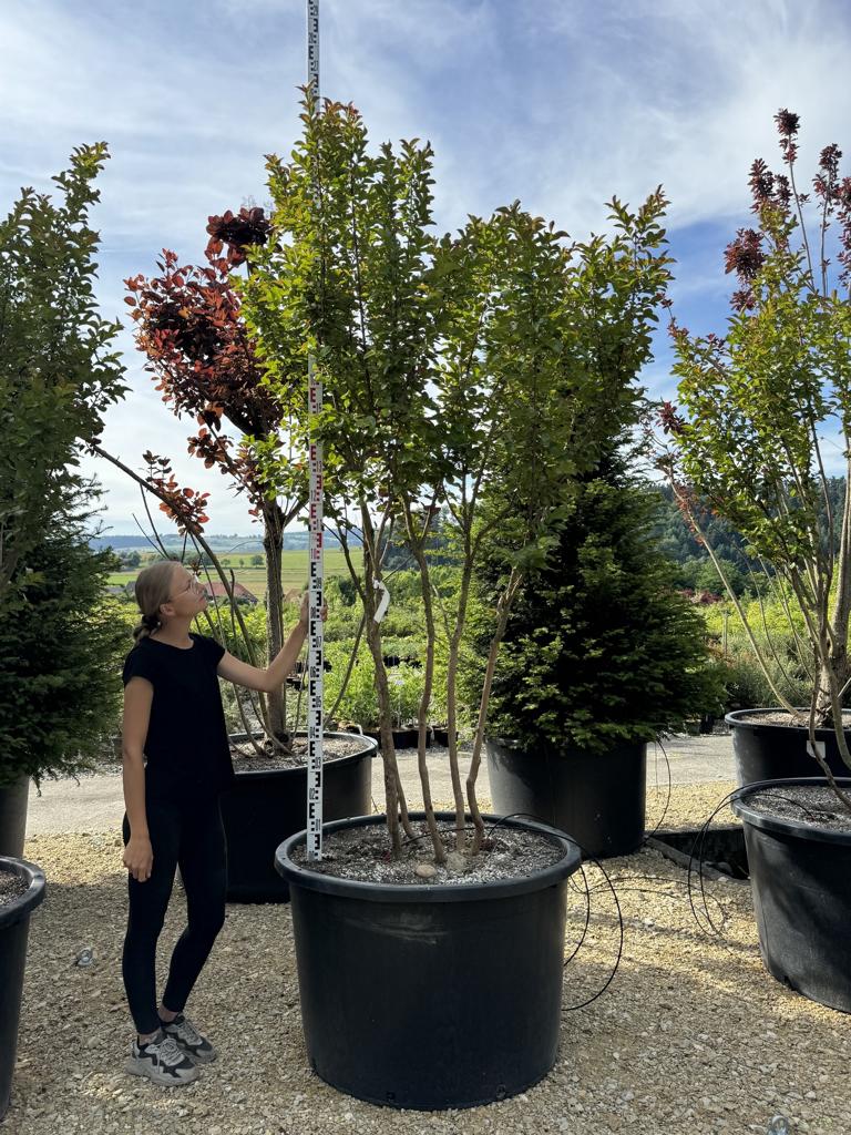 Lagerstroemia 'Dynamite'