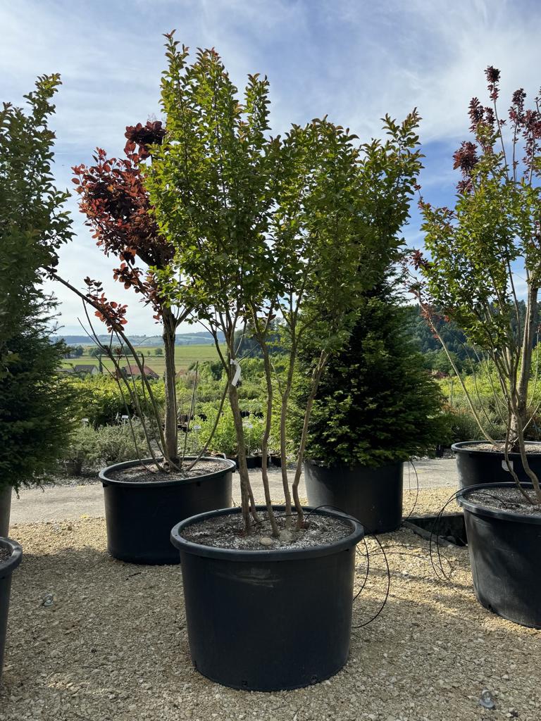 Lagerstroemia 'Dynamite'