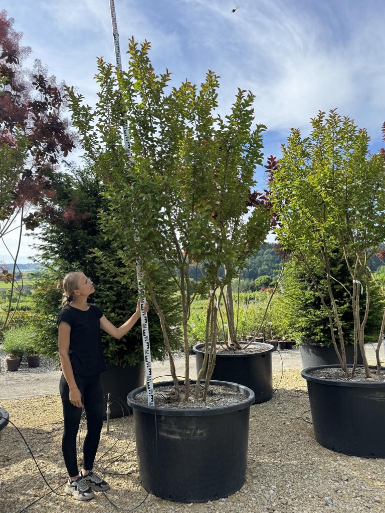 Lagerstroemia 'Dynamite'