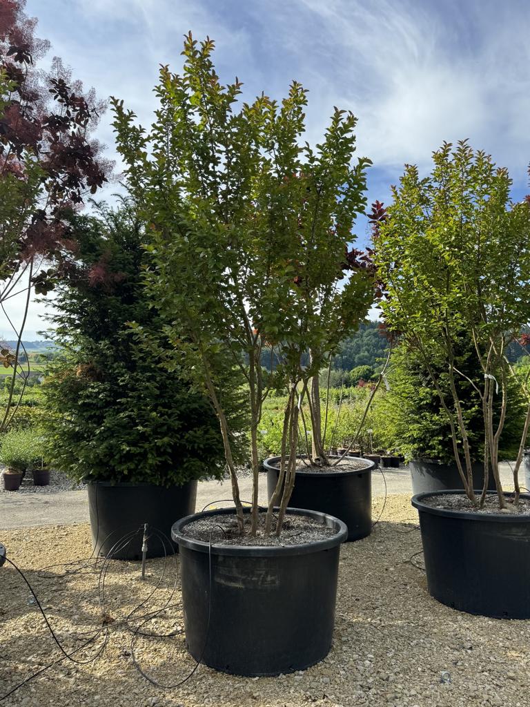 Lagerstroemia 'Dynamite'