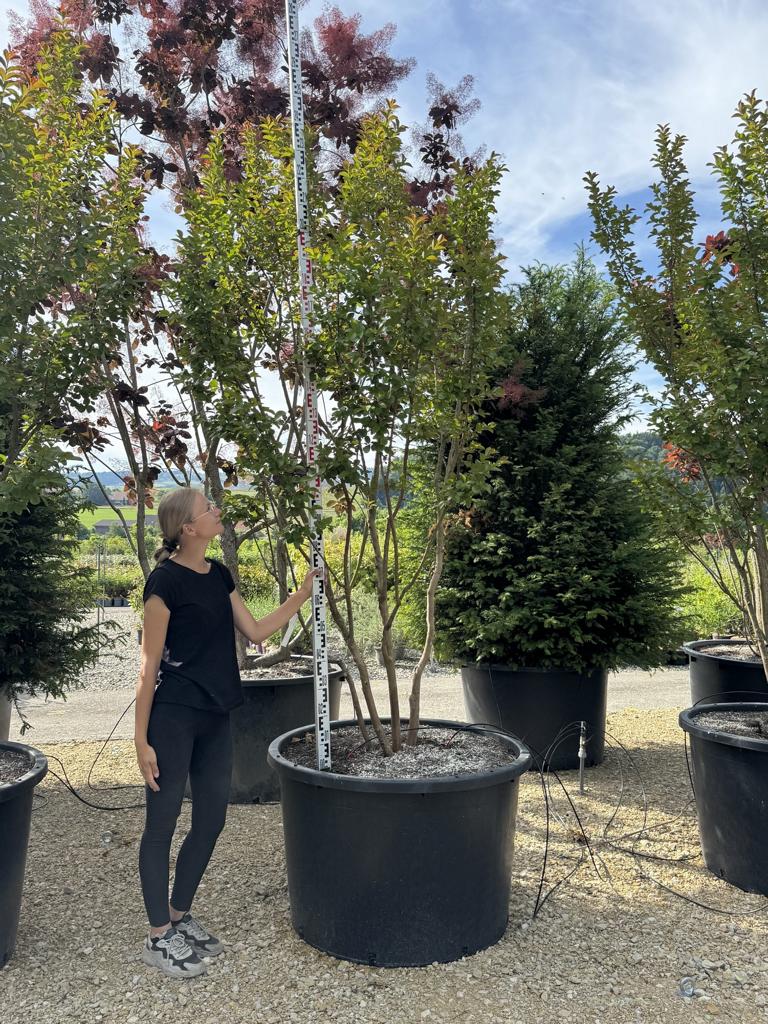 Lagerstroemia 'Dynamite'