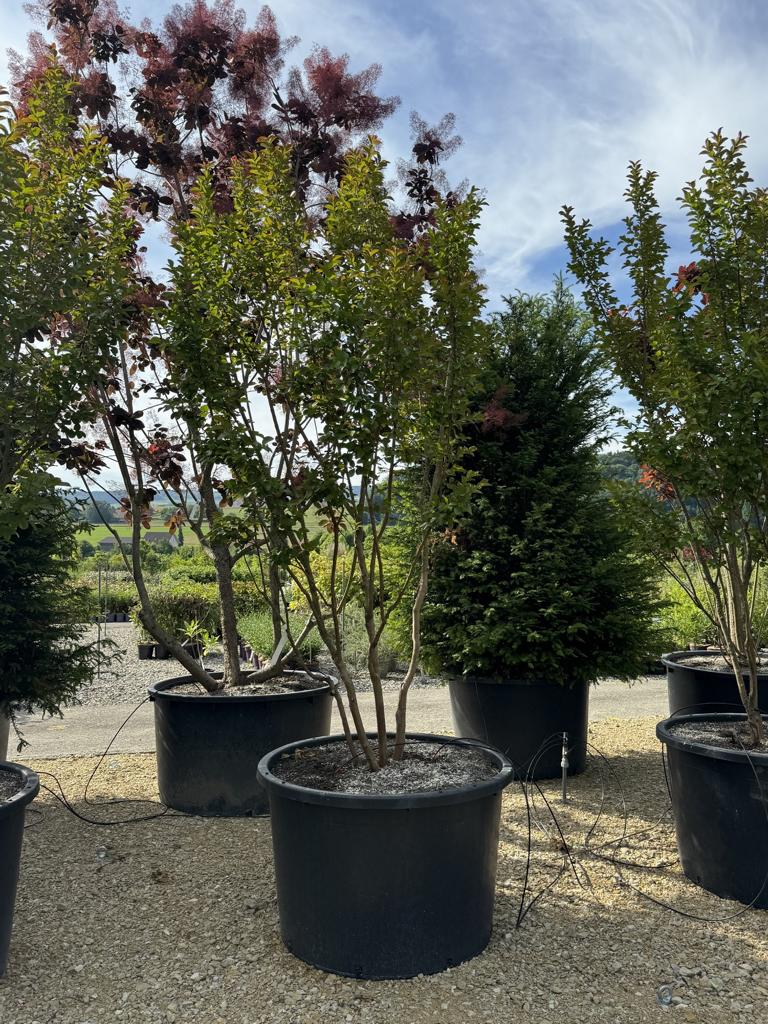 Lagerstroemia 'Dynamite'
