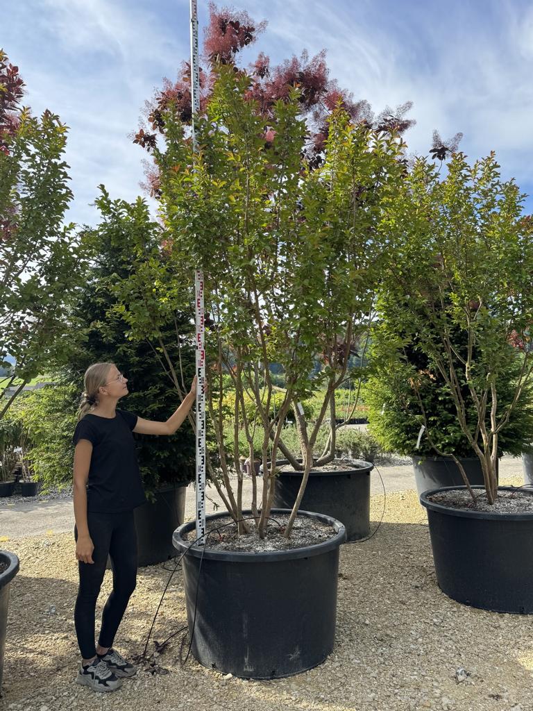 Lagerstroemia 'Dynamite'