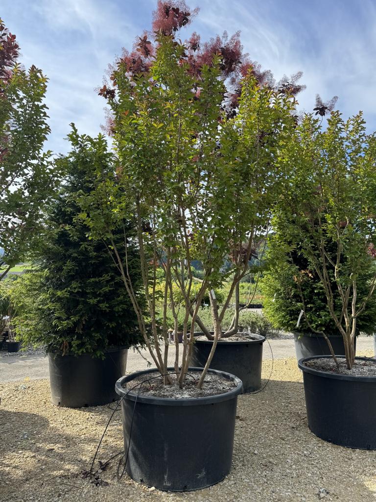 Lagerstroemia 'Dynamite'
