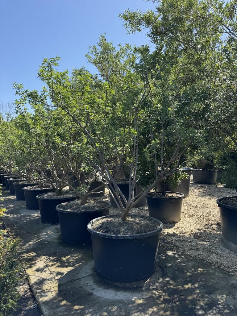 Vitex agnus-castus
