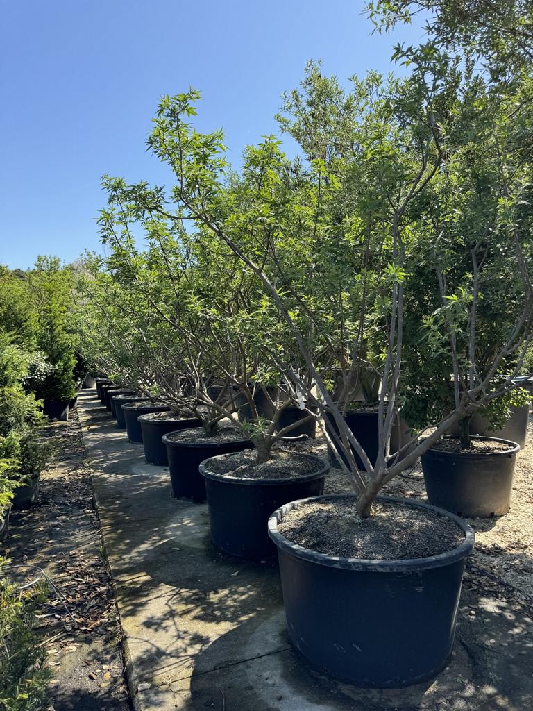 Vitex agnus-castus