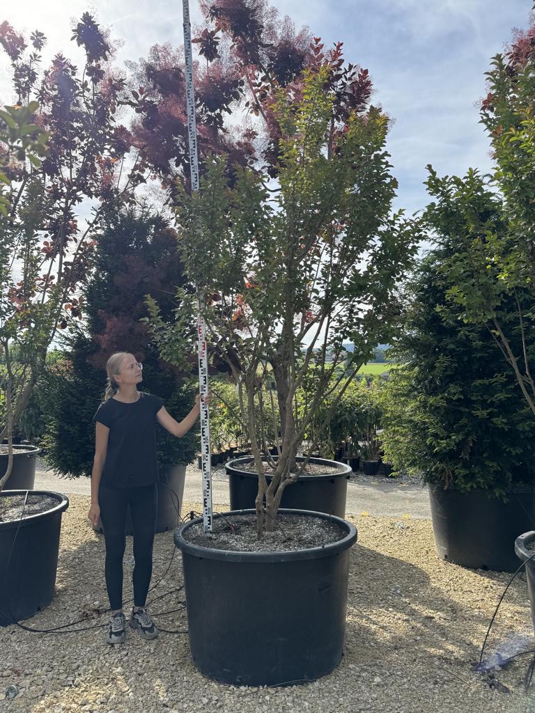 Lagerstroemia 'Dynamite'