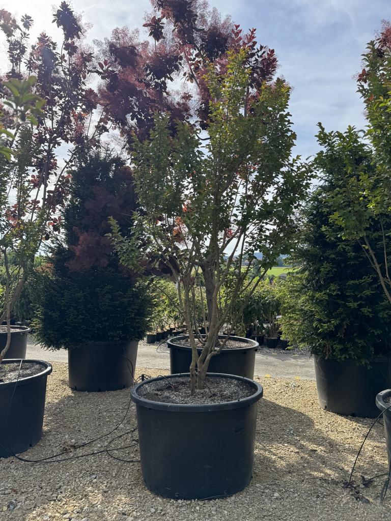 Lagerstroemia 'Dynamite'