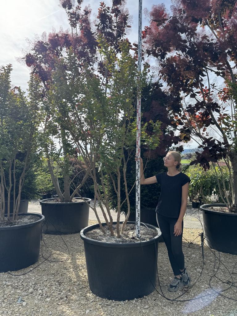 Lagerstroemia 'Dynamite'